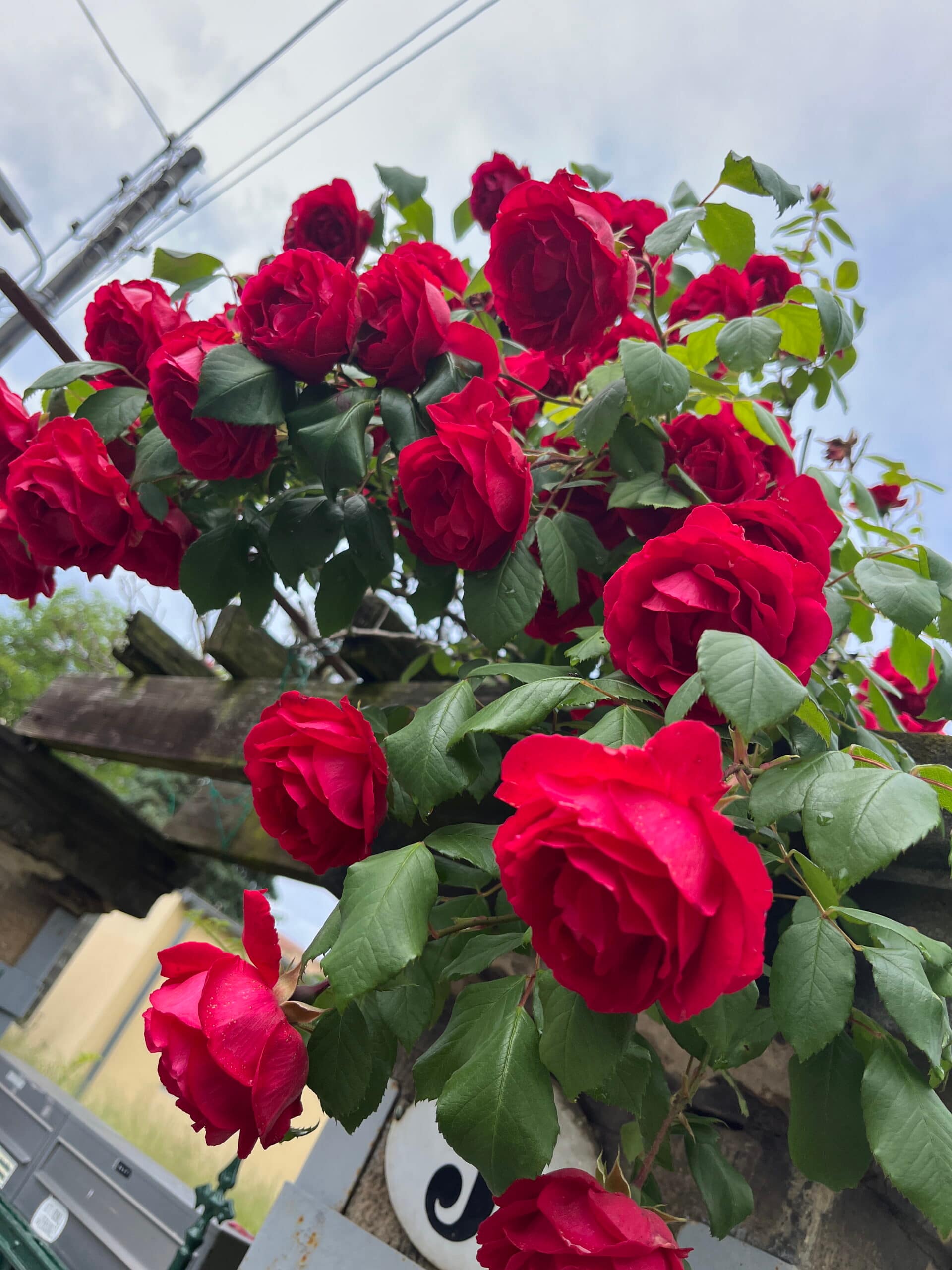 …es soll rote Rosen regnen