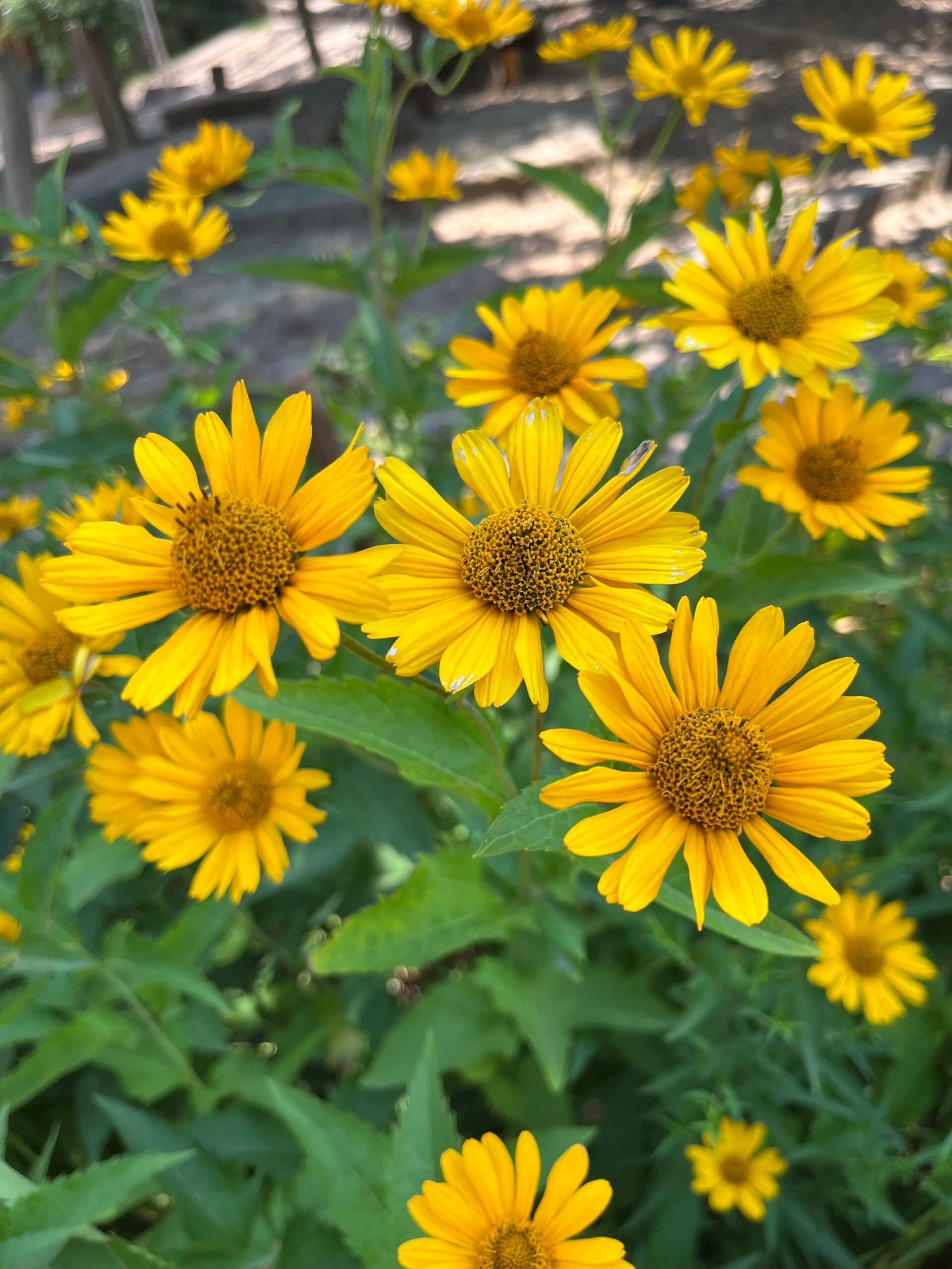 KI und der Schuss ins eigene Knie