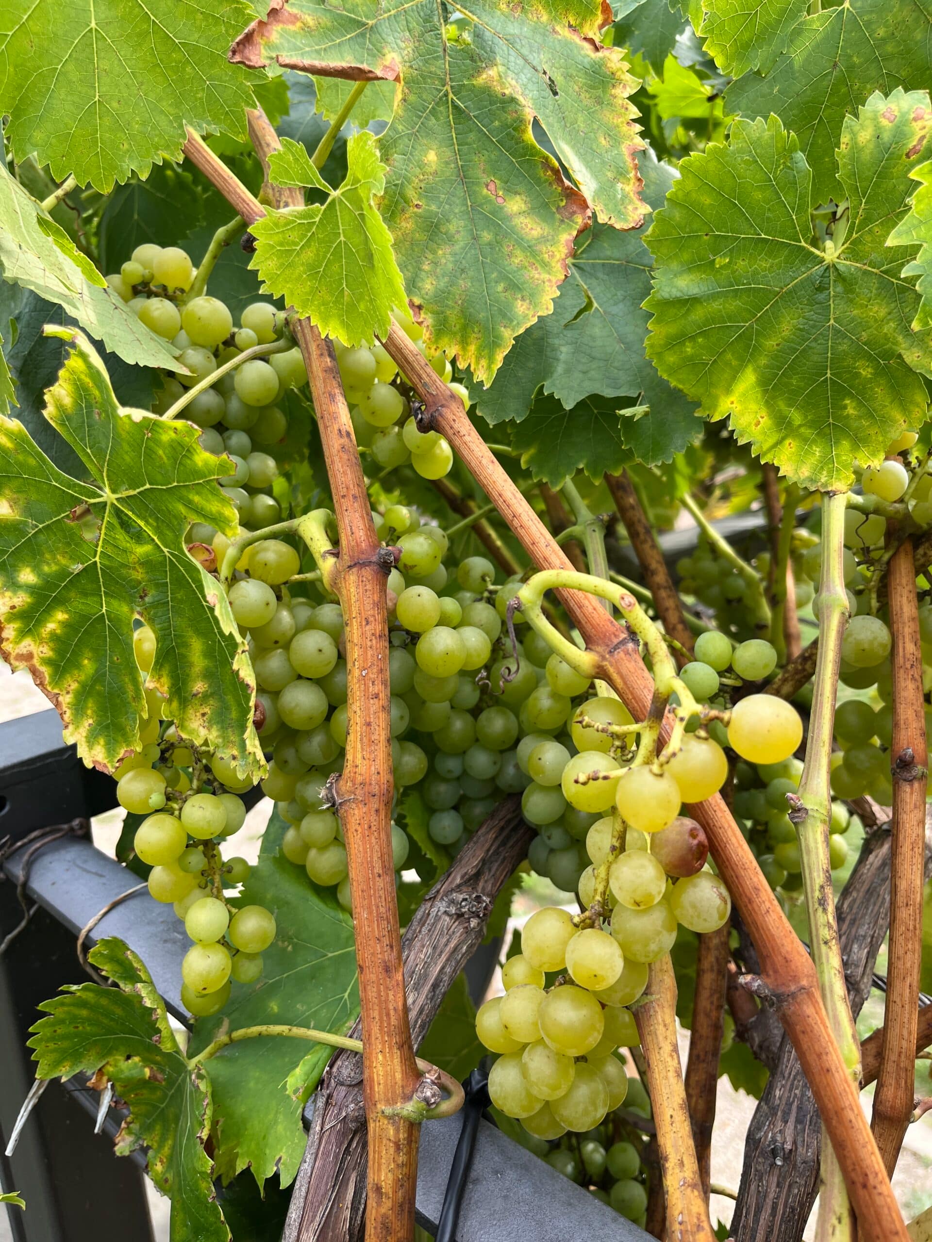 Früchte vom Wegesrand