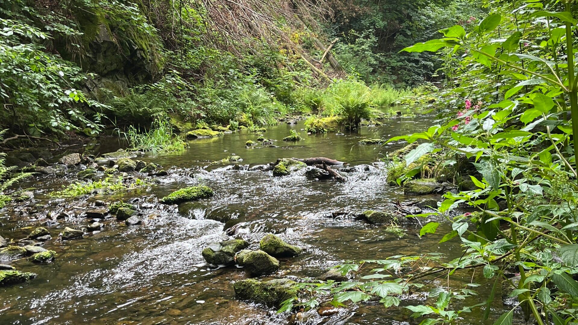 Mein Tagebuch vom Leben